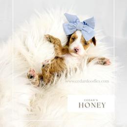 H O N E Y - Red  female Goldendoodle puppy in Cedar City, Utah from Cedar Doodles- Home of the Teddybear Goldendoodle