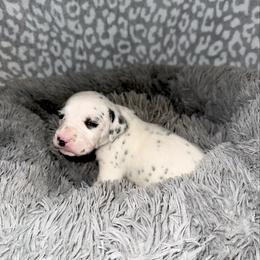 Polar - White and black female Dalmatian puppy in Travelers Rest, South Carolina from Cotton Top