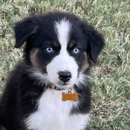 Girl 2 - Black Australian Shepherd puppy in Blum, Texas from 4P Poteet Farms