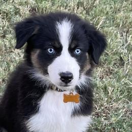 Girl 2 - Black Australian Shepherd puppy in Blum, Texas from 4P Poteet Farms