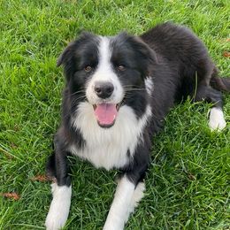 Rex - Border Collie
