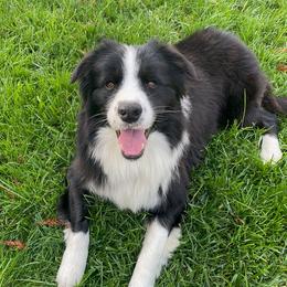 Rex - Border Collie
