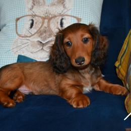 Star - Red male Dachshund puppy in Georgetown, Texas from TopShelf Dachshunds
