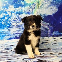 Miranda - Black and white female Border Collie puppy in Avilla, Indiana from Borderline Kennels