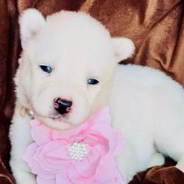 Nova Skye - White female Siberian Husky puppy in Atlanta, Georgia from Lobban Huskies