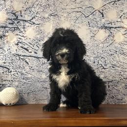 Bodhi - Black and white male Bernedoodle puppy in Owenton, Kentucky from Elagant Acres