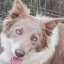 Jewel - Border Collie