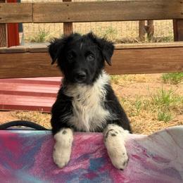 Holmes - Black tri-color male Australian Shepherd puppy in Wichita Falls, Texas from Spotted Mule Aussies