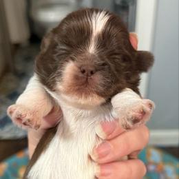 Parti girl - Liver and white female Shih Tzu puppy in Berkeley Springs, West Virginia from Sandridge Shih Tzus
