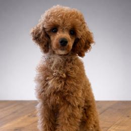 Pumpkin Spice - Apricot female Poodle puppy in Nixa, Missouri from Foxtrot Farm Poodles