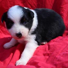 Taki - Black tri-color female Australian Shepherd puppy in Laurel, Mississippi from Reeves Australian Shepherds