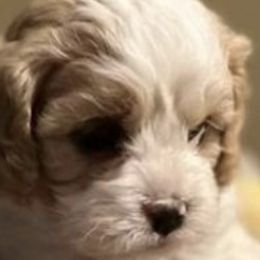 Cavapoos, Cockapoos, and Poodles from Shaffer Top Notch Puppies