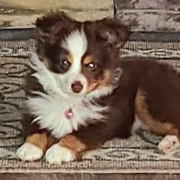 Australian Shepherds from Tammy Searcy's Australian Shepherds