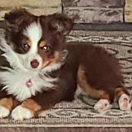 Australian Shepherds from Tammy Searcy's Australian Shepherds