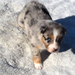 Arthur - Blue merle male Australian Shepherd puppy in Falcon, Missouri from www.maubachranch.com