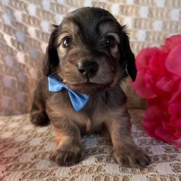 Uno - Cream male Dachshund puppy in Michigan from Hidden Haven Dachshunds