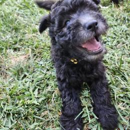 Ms Yellow - Black female Pumi puppy in Albuquerque, New Mexico from Marylynn's Pumis