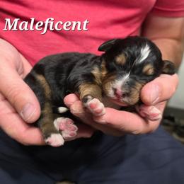 Maleficent - Tri-color female Bernedoodle puppy in Blackfoot, Idaho from Draper Mountain Doodles