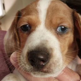 Dachshunds from Tx Doxie Momma