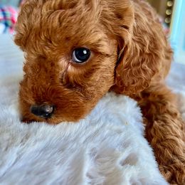 Goldendoodle Puppies from Loving Doodles