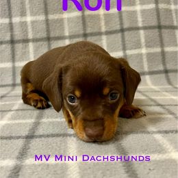 Ron - Chocolate and tan male Dachshund puppy in Carlsbad, Texas from MV Mini Dachshunds