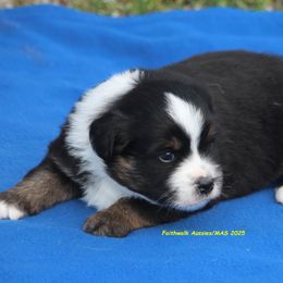 Wolffe - Black tri male Miniature American Shepherd puppy in Hillsdale, Michigan from Faithwalk Aussies and Mini American Shepherds