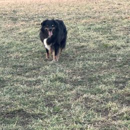 Maggie - Australian Shepherd