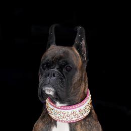 Olive - Boxer