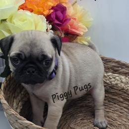 Girl 1 - Purple - Fawn female Pug puppy in Olin, North Carolina from Piggy Pugs