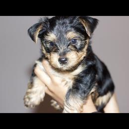 Boy 1 - Black and tan male Yorkshire Terrier puppy in Palm Coast, Florida from Evelyn's Yorkies