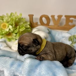 Pug Puppies from Sunny Pugs