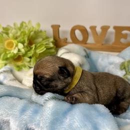 Pug Puppies from Sunny Pugs