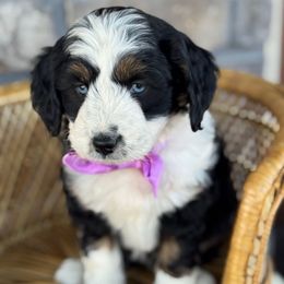 Reba - Black tri-color female Aussiedoodle puppy in Grinnell, Iowa from Rural Iowa Aussies & Doodles