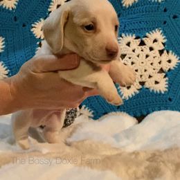 Dachshund and Miniature Schnauzer Puppies from The Bossy Doxie Farm