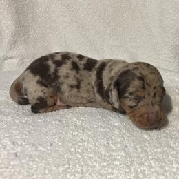 Buggs - Chocolate and tan male Dachshund puppy in Mocksville, North Carolina from The Dachs of Hazzard Dachshunds
