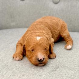 Joplin - Red  female Goldendoodle puppy in Queen Creek, Arizona from Goldendoodle AZ
