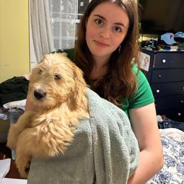 Pongo - Cream male Goldendoodle puppy in Westbrook, Maine from Snowypaw Golden Retrievers