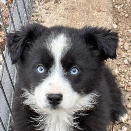 Mary - Miniature Australian Shepherd