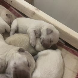 Golden Retriever Puppies from Wise-Taylor Goldens