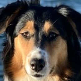 Old Time Scotch Collies from Thistledown Farms