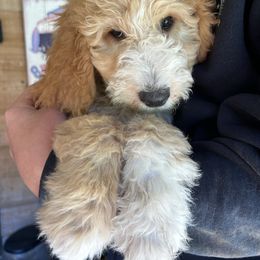 Cora's little girl light blue - Apricot female Goldendoodle puppy in Hardeeville, South Carolina from Pups of the Lowcountry