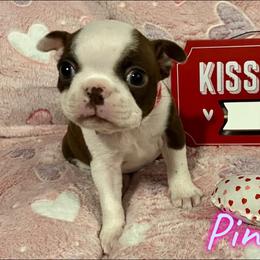Boston Terrier Puppies from Heather's Boston Babies
