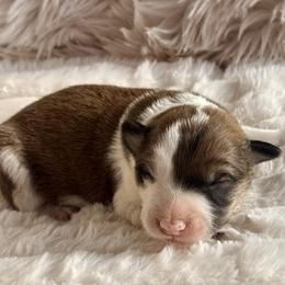 MOCHA - Sable male Border Collie puppy in Conroe, Texas from Aloha Border Collies