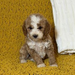 Lainey - Red  female Goldendoodle puppy in Estesburg, Kentucky from Wet Goldendoodle Kisses