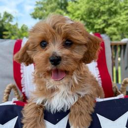 Dante - Apricot male Cavapoo puppy in Bozrah, Connecticut from Cedar Creek Farm