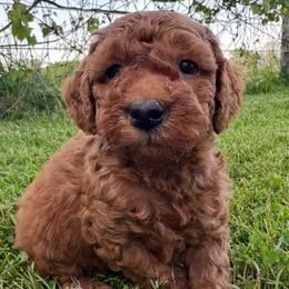 Mango - (Mango Sherbet) - Red female Bordoodle puppy in Canfield, Ohio from Poo's Doo's & Inu's