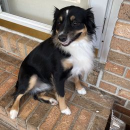 Precious - Miniature Australian Shepherd