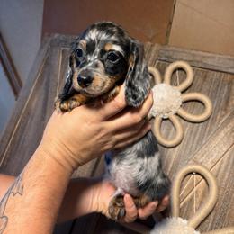 Pete - Dapple male Dachshund puppy in Moreno Valley, California from rdachshunds