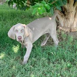 Weimaraners from n/a