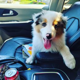 Australian Shepherd and Pembroke Welsh Corgi Puppies from Shellyn’s Pembroke Welsh Corgis & Aussies